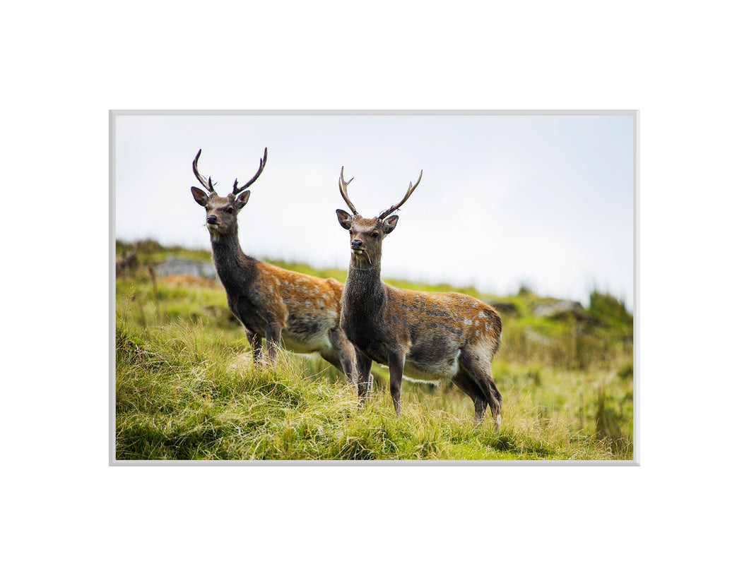 2 Stags, Glendalough - A4 print