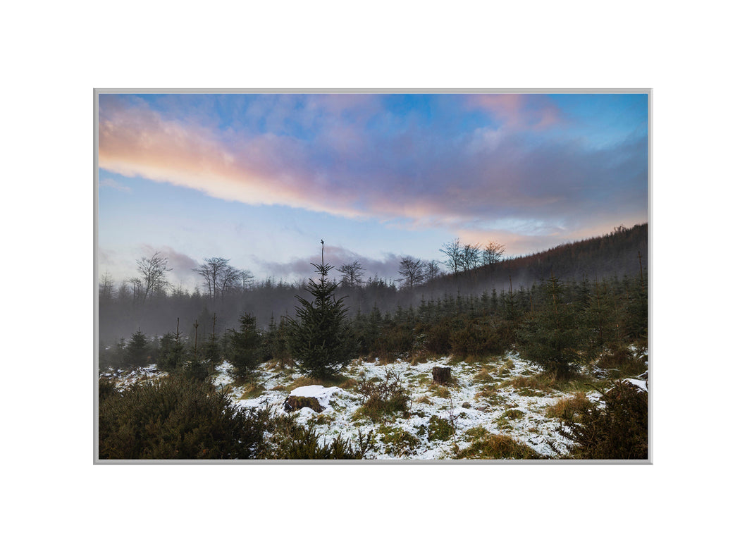 Carrig Woods, Co. Wexford - A4 print