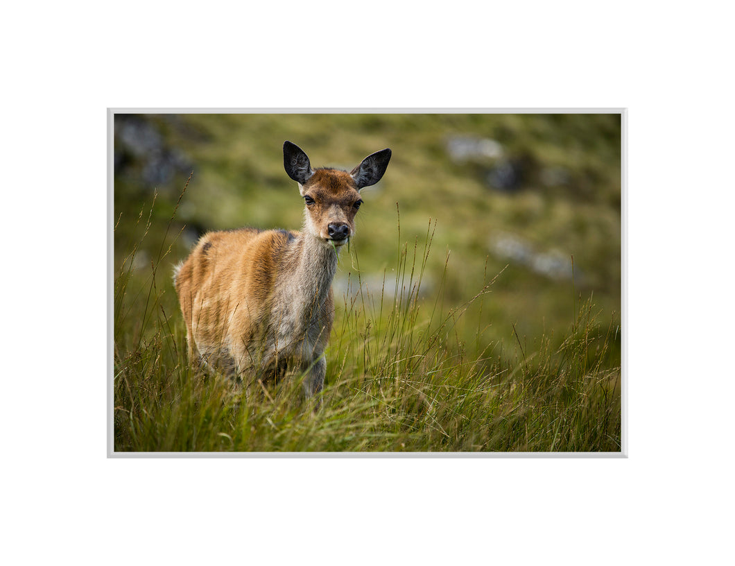 Oh Deer, Glendalough - A4 print