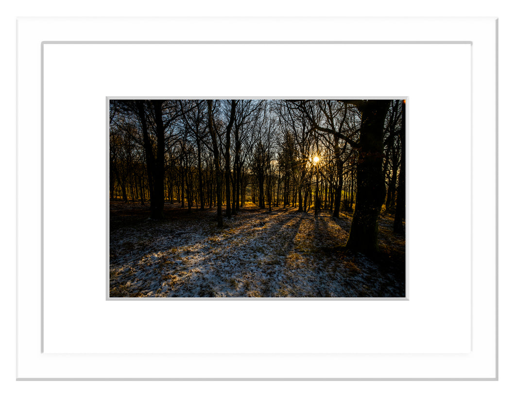 Evening Sun, Carrig Woods, Co. Wexford - Framed A3 Print