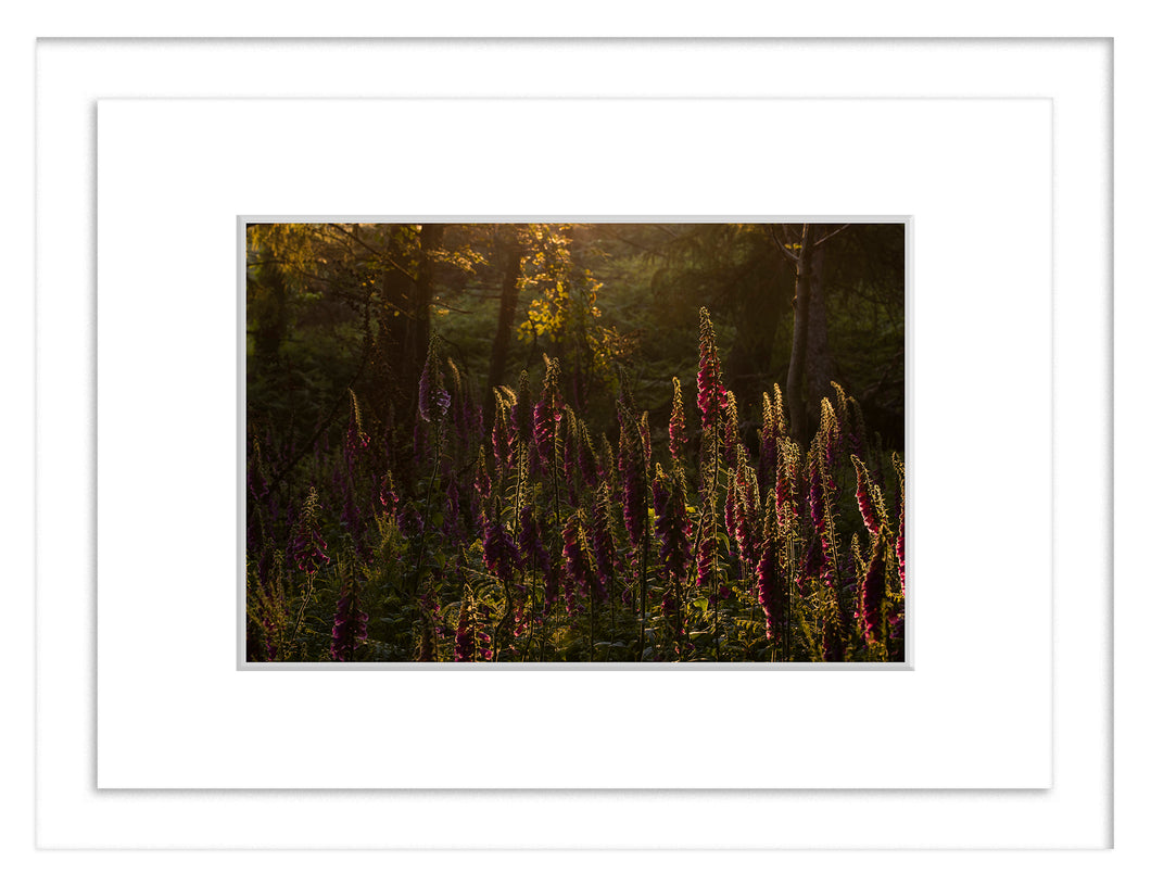 Foxgloves, Tara Hill, Co. Wexford - Framed A3 Print