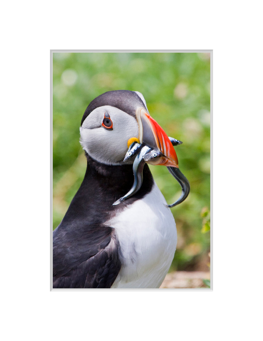 Puffin with Catch, Great Saltee, Co. Wexford - A4 print
