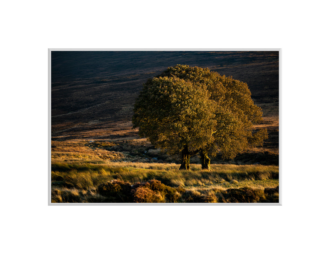 Sally Gap Trees, Co. Wicklow - A4