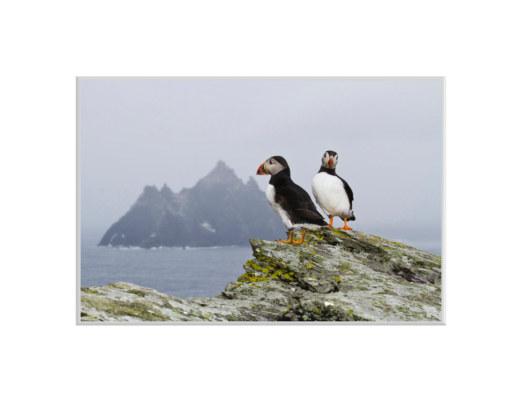 Skelligs Puffins, Co. Kerry - A4
