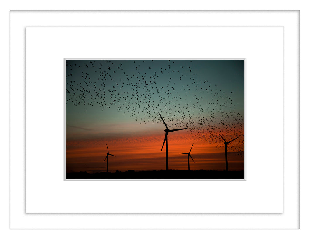 Starling Sunset, Ballinoulart, Co. Wexford - Framed A3 Print