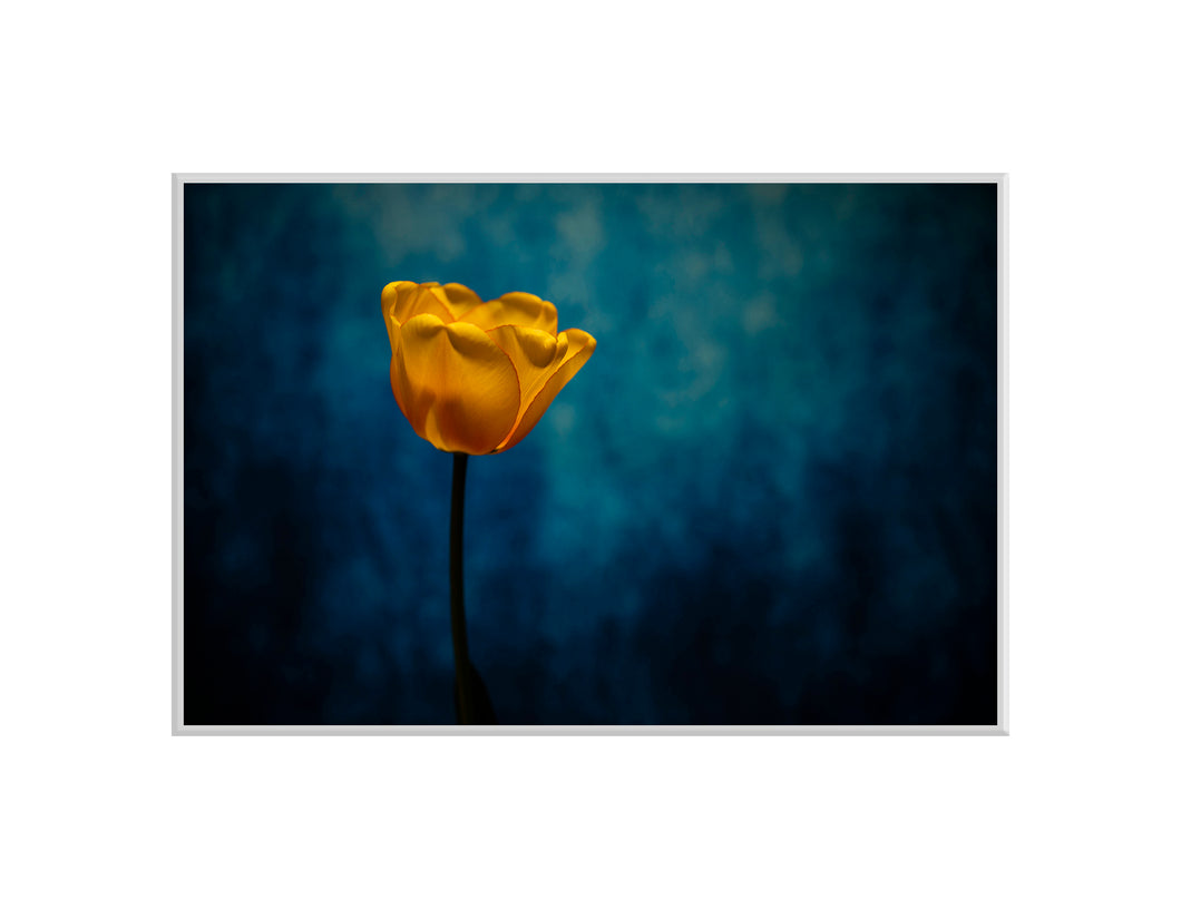 Tulip Light - A4 print